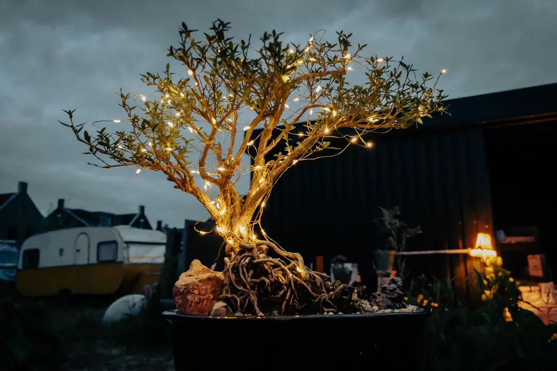 Old bonsai tree wrapped in warm fairy lights at nightfall